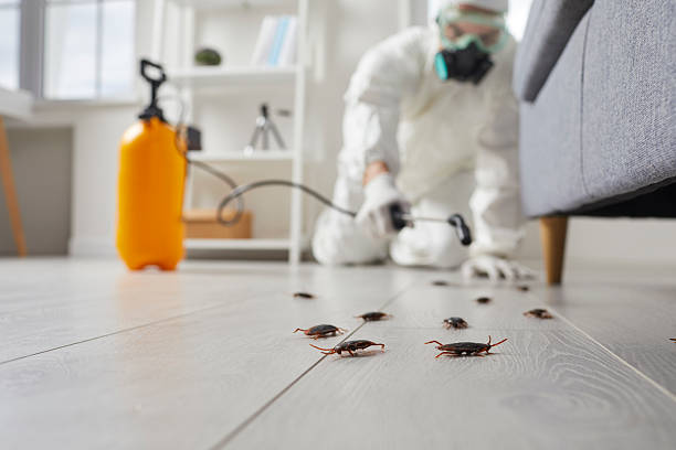 Commercial Rodent Management in Los Molinos